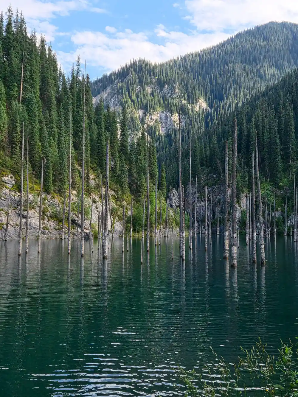 Coniferous forest reflected in still alpine lake water