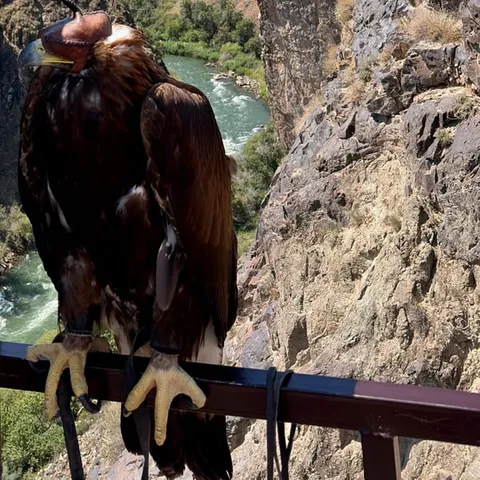 A golden eagle above the Charyn canyon river