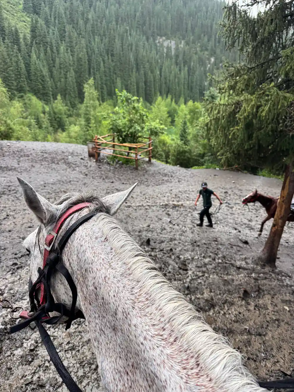 Horse in foreground at camp overlooking forested valley