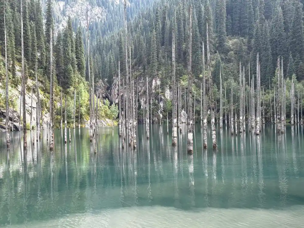 Submerged tree stumps in clear turquoise alpine lake