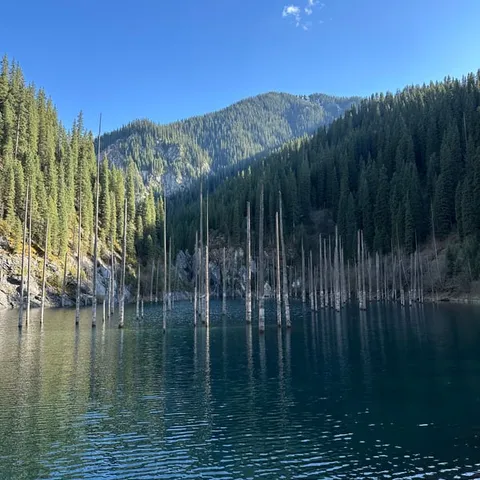 The sunken trees standing in Lake Kaindy