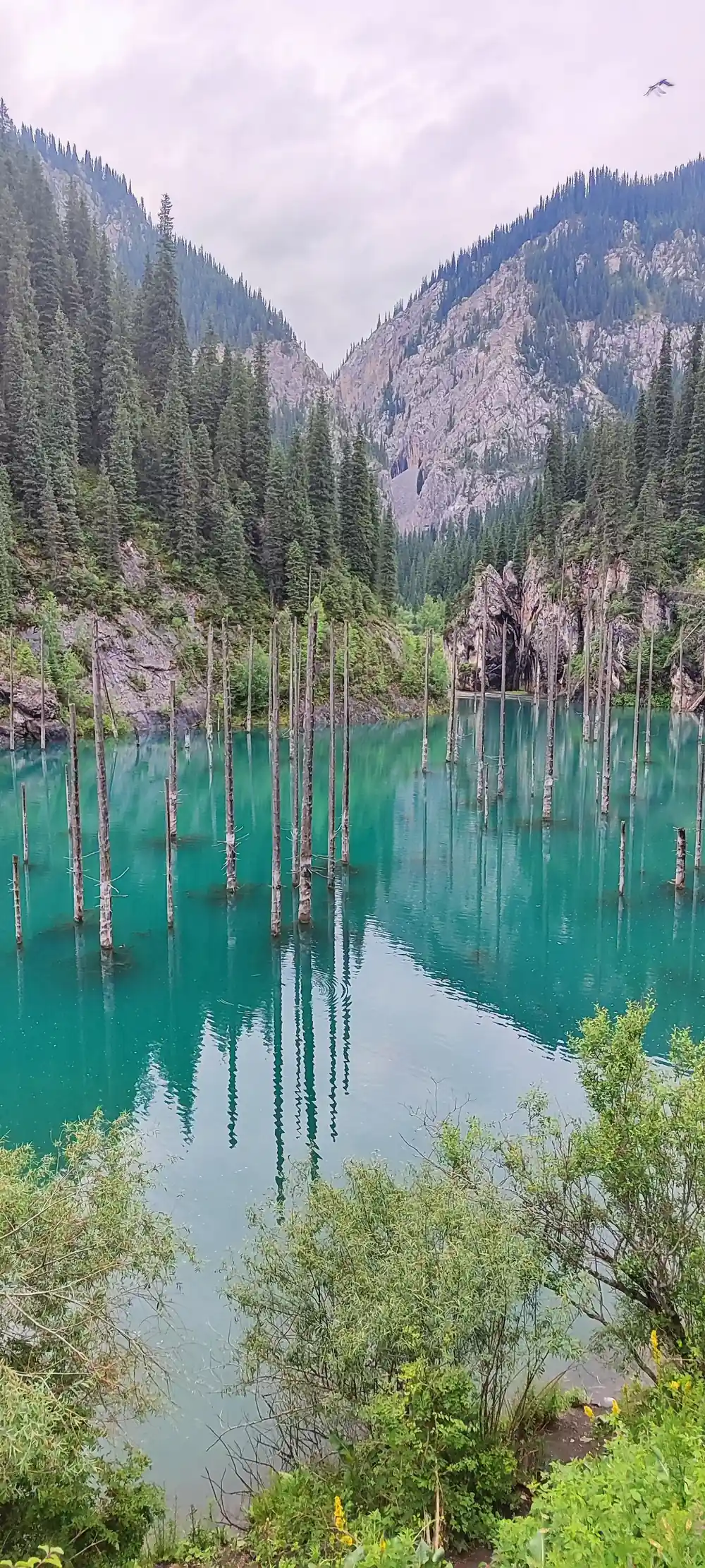 Turquoise lake with submerged trees and mountain forest